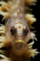 A Goby whit something to say. by Steve De Neef 